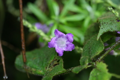 Pteracanthus urticifolius